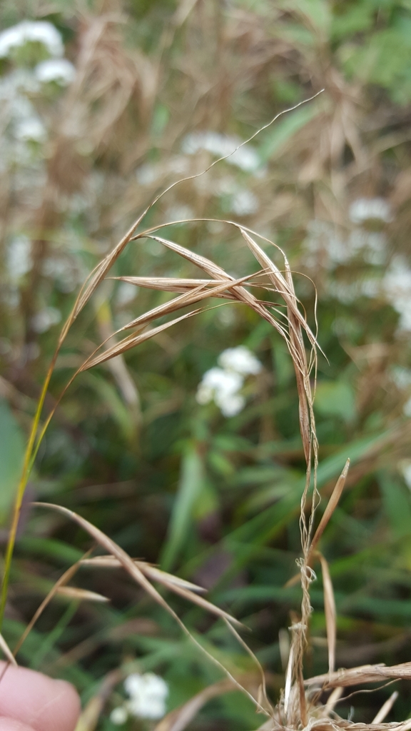 Brylkinieae
