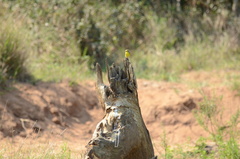 Crithagra mozambica