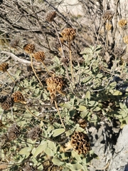 Phlomis fruticosa