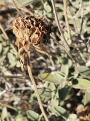 Phlomis fruticosa