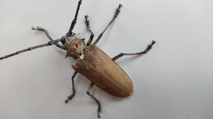 Batocera rufomaculata