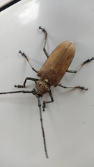 Batocera rufomaculata