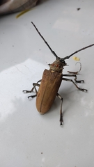 Batocera rufomaculata