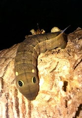 Hippotion celerio