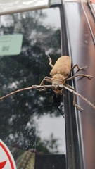 Batocera rufomaculata
