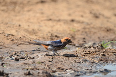Cecropis abyssinica