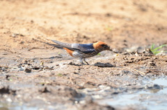 Cecropis abyssinica