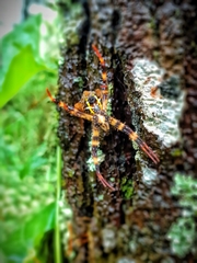 Argiope