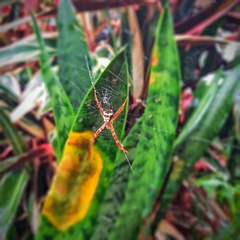 Argiope