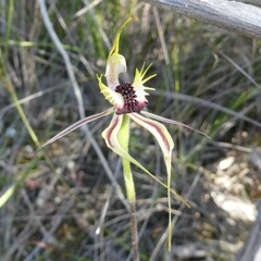 Caladenia verrucosa