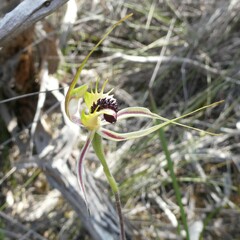 Caladenia verrucosa