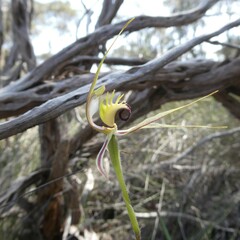 Caladenia verrucosa