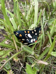 Callimorpha dominula