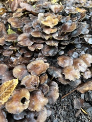 Collybiopsis villosipes