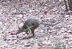 Thylogale stigmatica