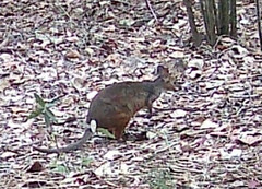 Thylogale stigmatica