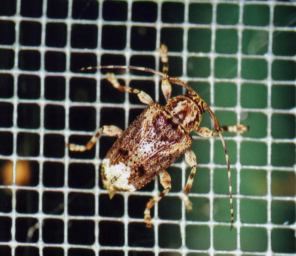 Trypanidius irroratus