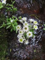 Anaphalioides trinervis