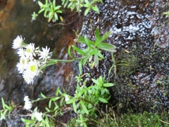 Anaphalioides trinervis