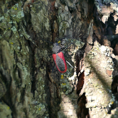 Purpuricenus kaehleri