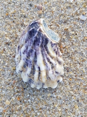 Magallana angulata