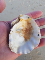 Magallana angulata