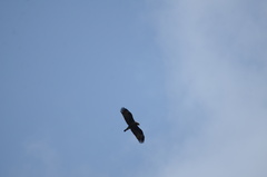 Hieraaetus wahlbergi