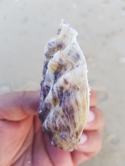 Magallana angulata