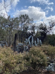 Eucalyptus macrocarpa