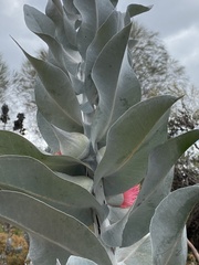 Eucalyptus macrocarpa