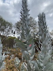 Eucalyptus macrocarpa