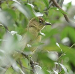 Chlorocichla flaviventris