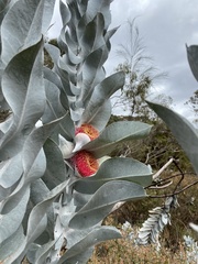 Eucalyptus macrocarpa