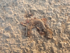 Takydromus wolteri