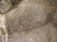 Leiobunum limbatum