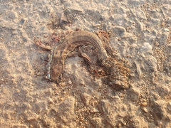 Takydromus wolteri