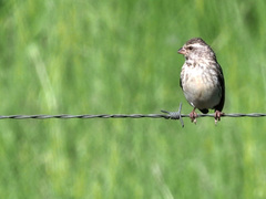 Crithagra atrogularis