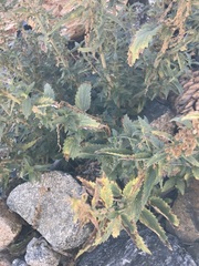 Urtica gracilis