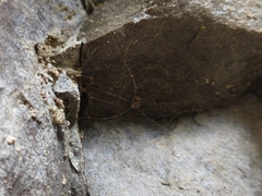 Leiobunum limbatum
