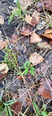 Selaginella apoda