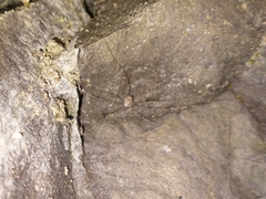 Leiobunum limbatum