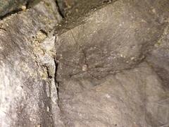 Leiobunum limbatum