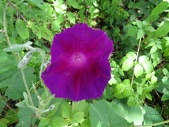 Ipomoea orizabensis