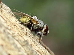 Calliphorinae