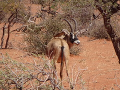 Hippotragus equinus equinus