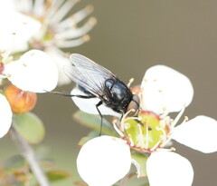 Australophyra rostrata