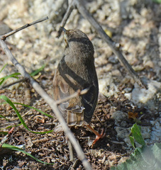 Prinia maculosa