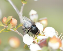 Australophyra rostrata