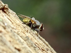 Calliphorinae