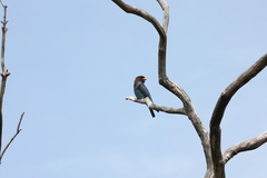 Eurystomus orientalis